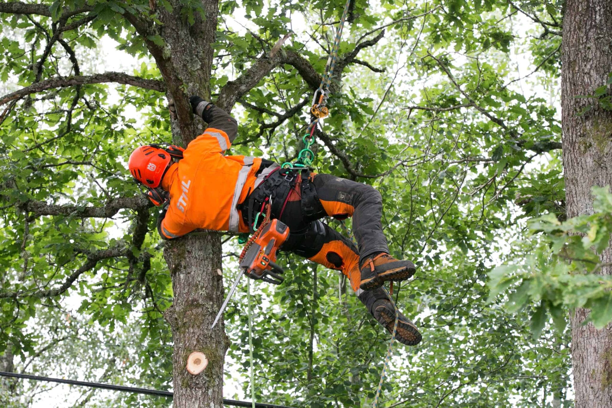 Arborist hänger i rep i ett stort lövträd och beskär med motorsåg