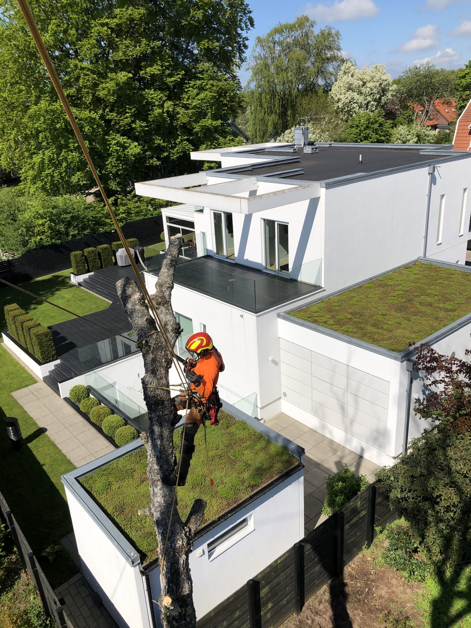 Arborist högt upp i en stam tar ner trädet bit för bit intill ett vitt hus