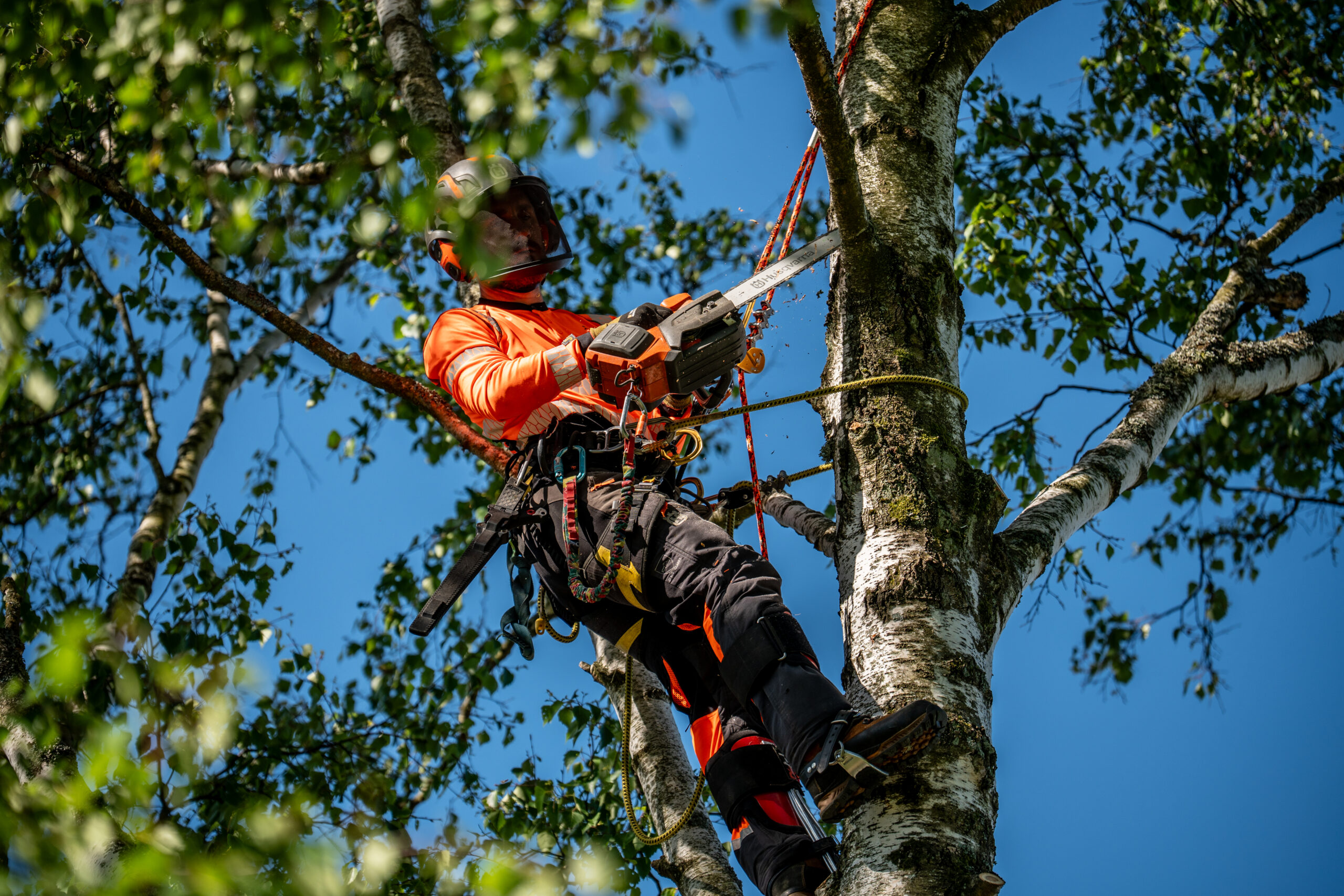 Arborist med motorsåg högt uppe i en björkkrona mot blå himmel