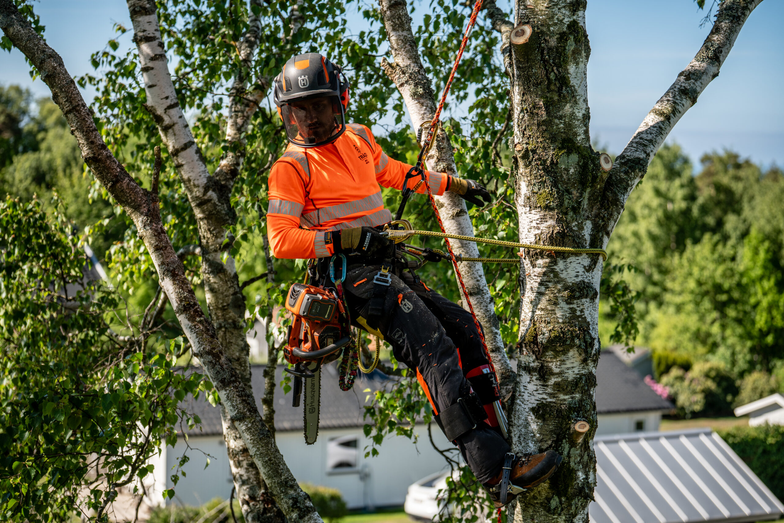 Arborist i rep högt upp i en björk med villor i bakgrunden