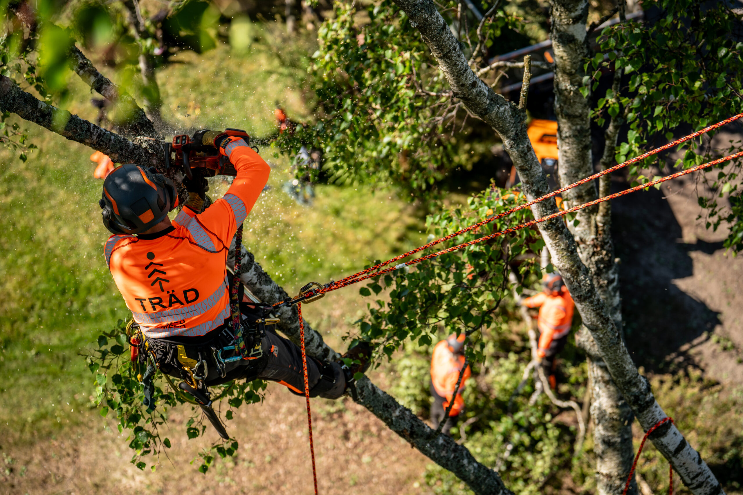 Arborist i trädet sedd ovanifrån, med rep ner till kollegor på marken
