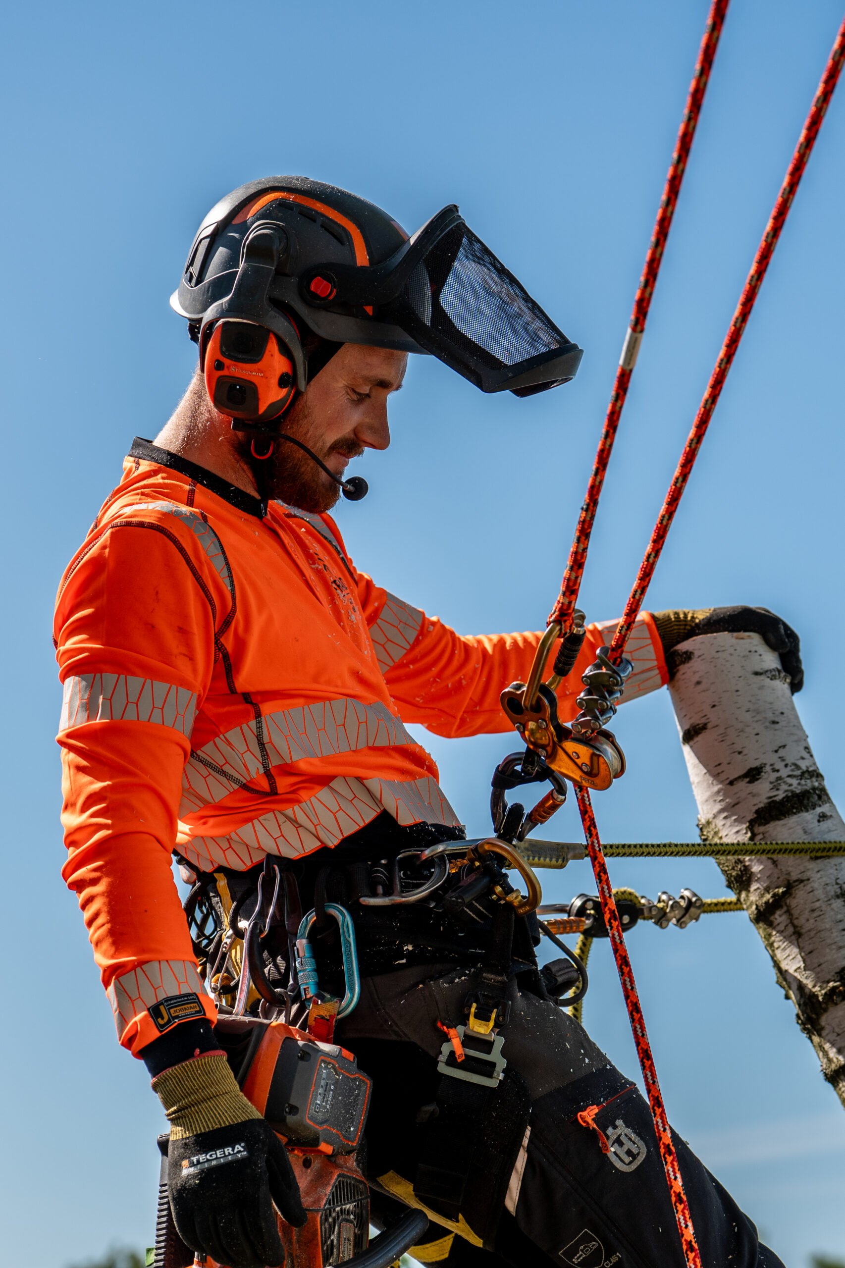 Arborist med hjälm och uppfällt visir i klätterrep vid en björkstam