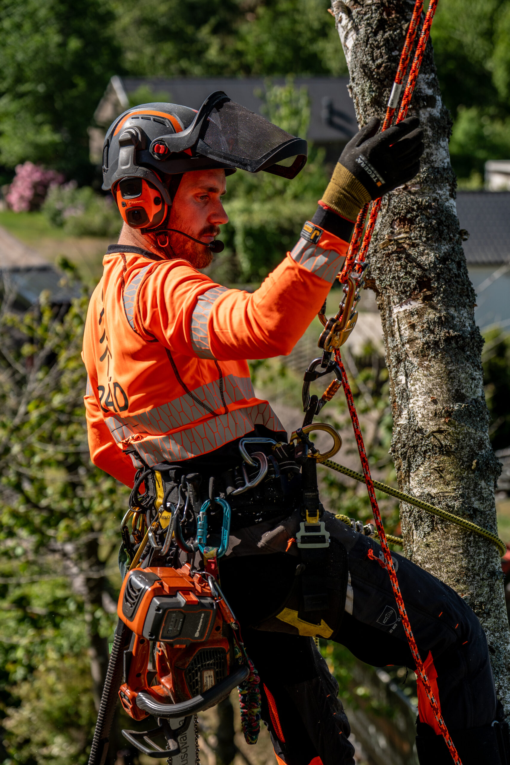 Arborist i klätterutrustning håller sig fast vid stammen och tittar ut över trädgården