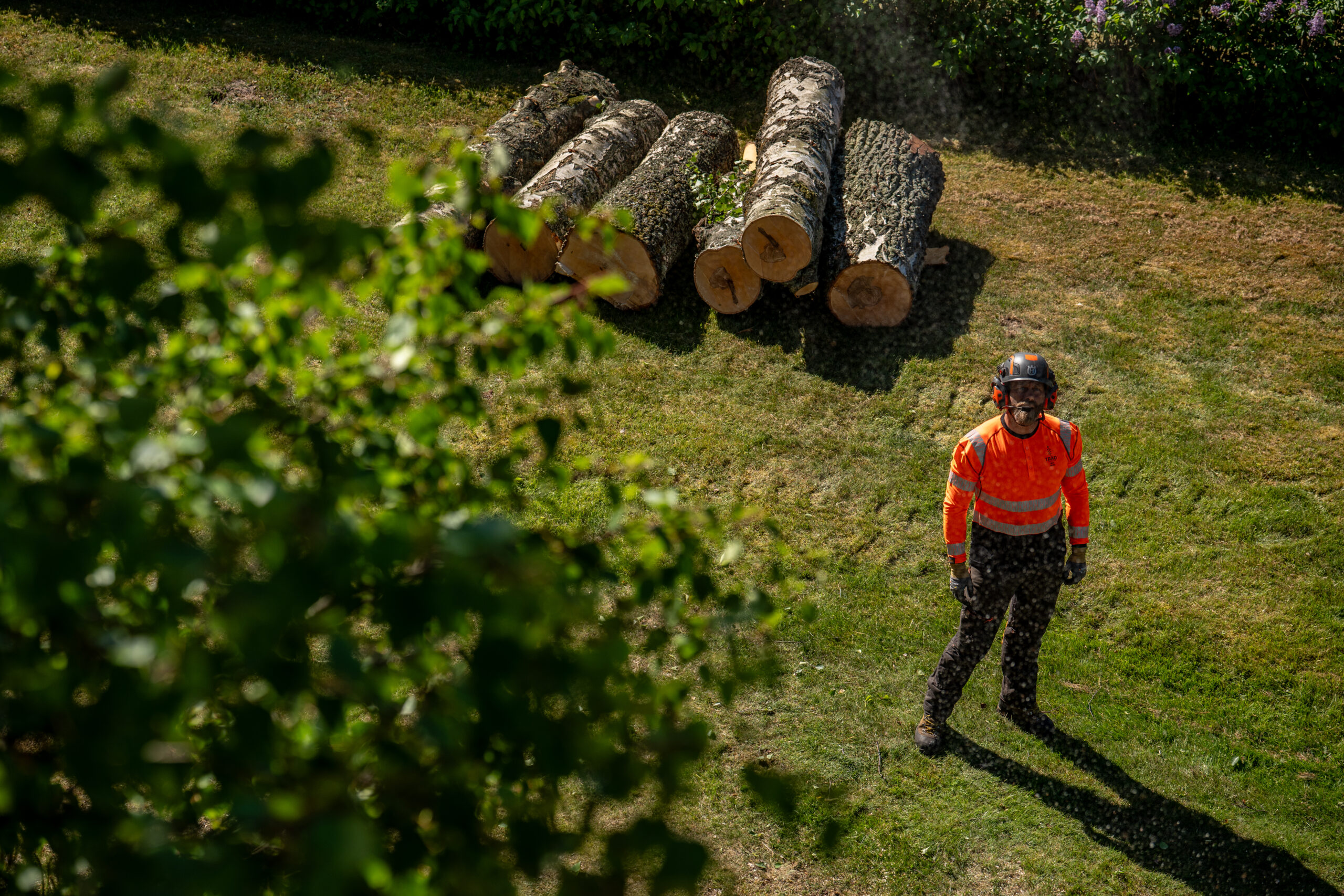 Arborist går över gräsmattan mot kapade stockar som ligger på rad