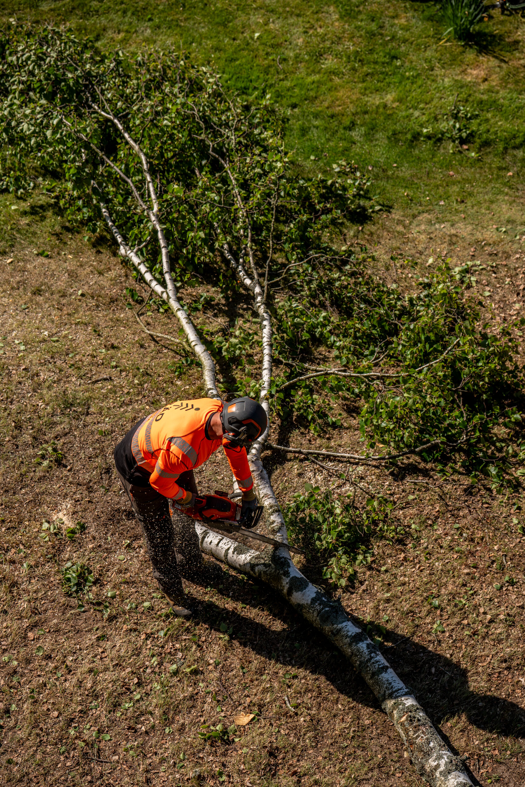 Arborist går bredvid en fälld björk som ligger på marken