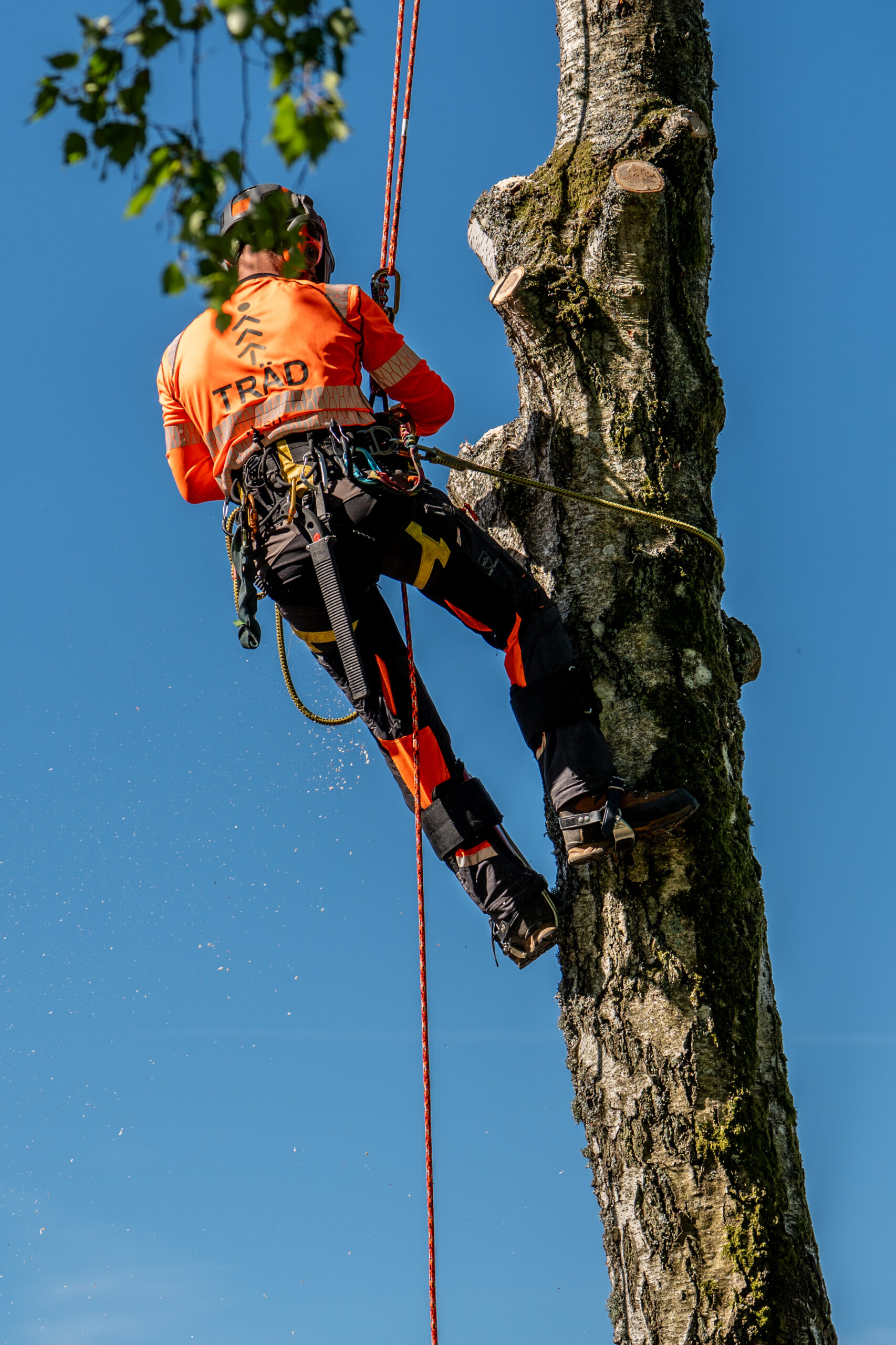 Arborist hänger i rep högt upp vid en grov stam mot blå himmel