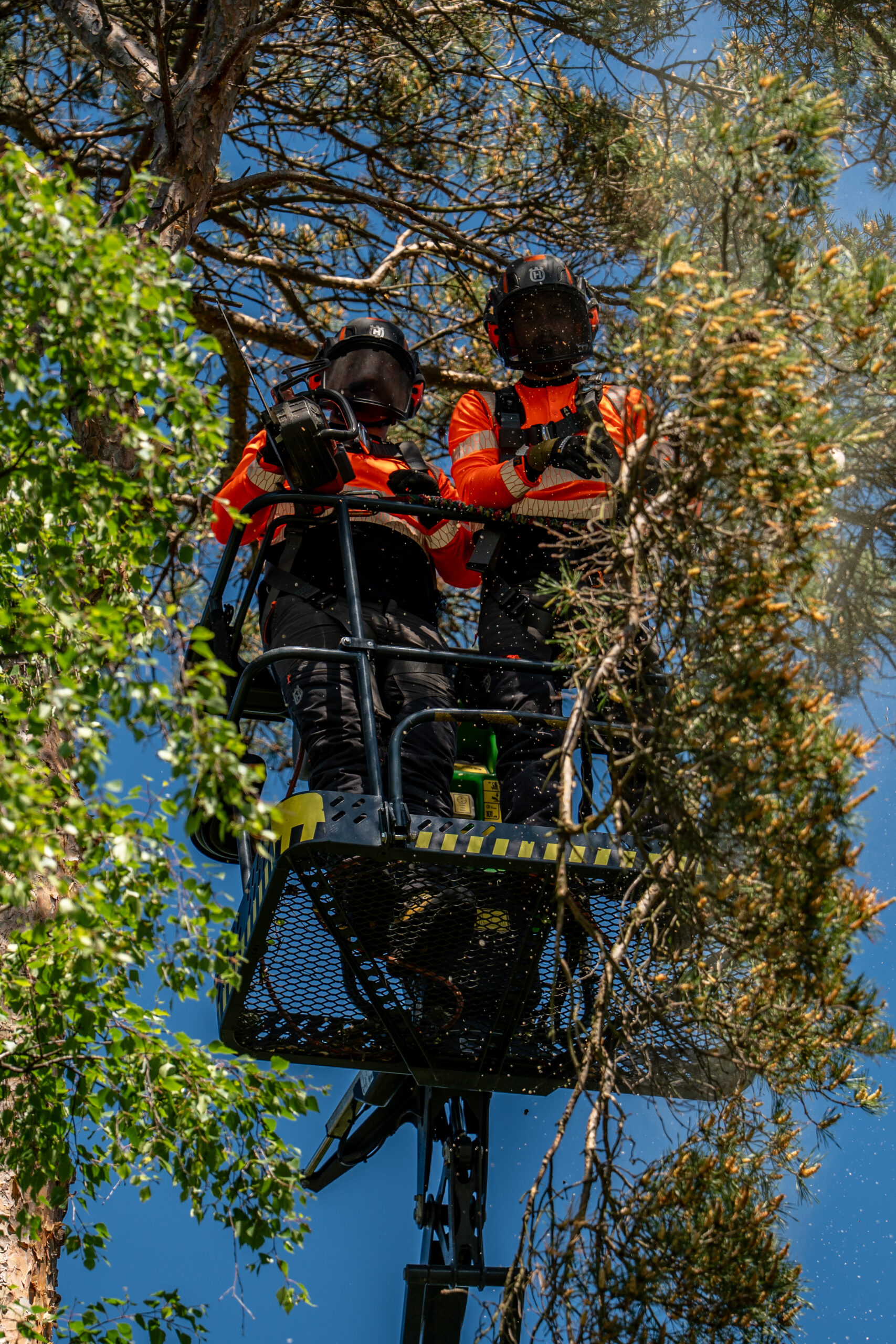 Två arborister i en skylift uppe bland grenarna i en tall