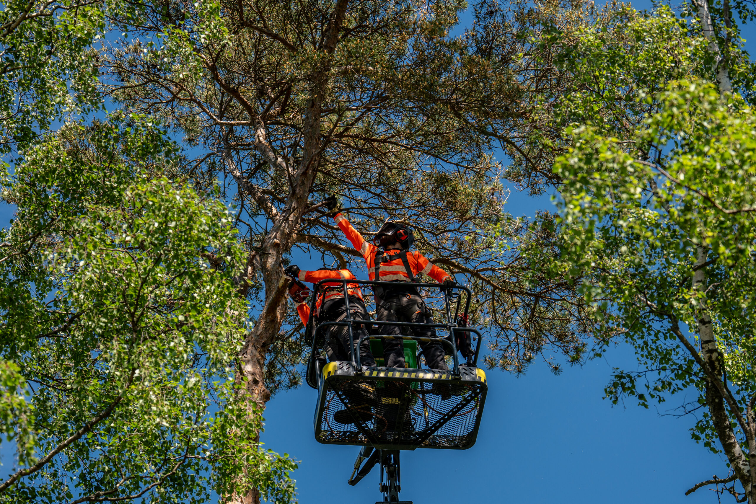 Två arborister i en skylift högt uppe i en tall