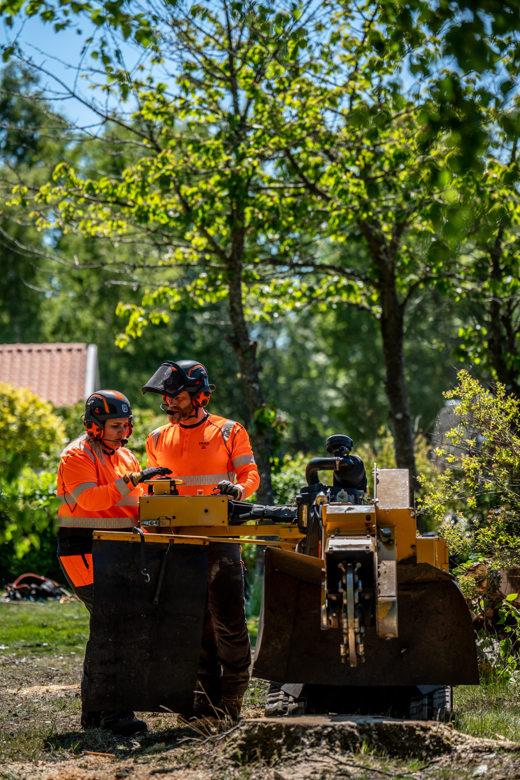 Två arborister och stubbfräsen i en trädgård med villor bakom