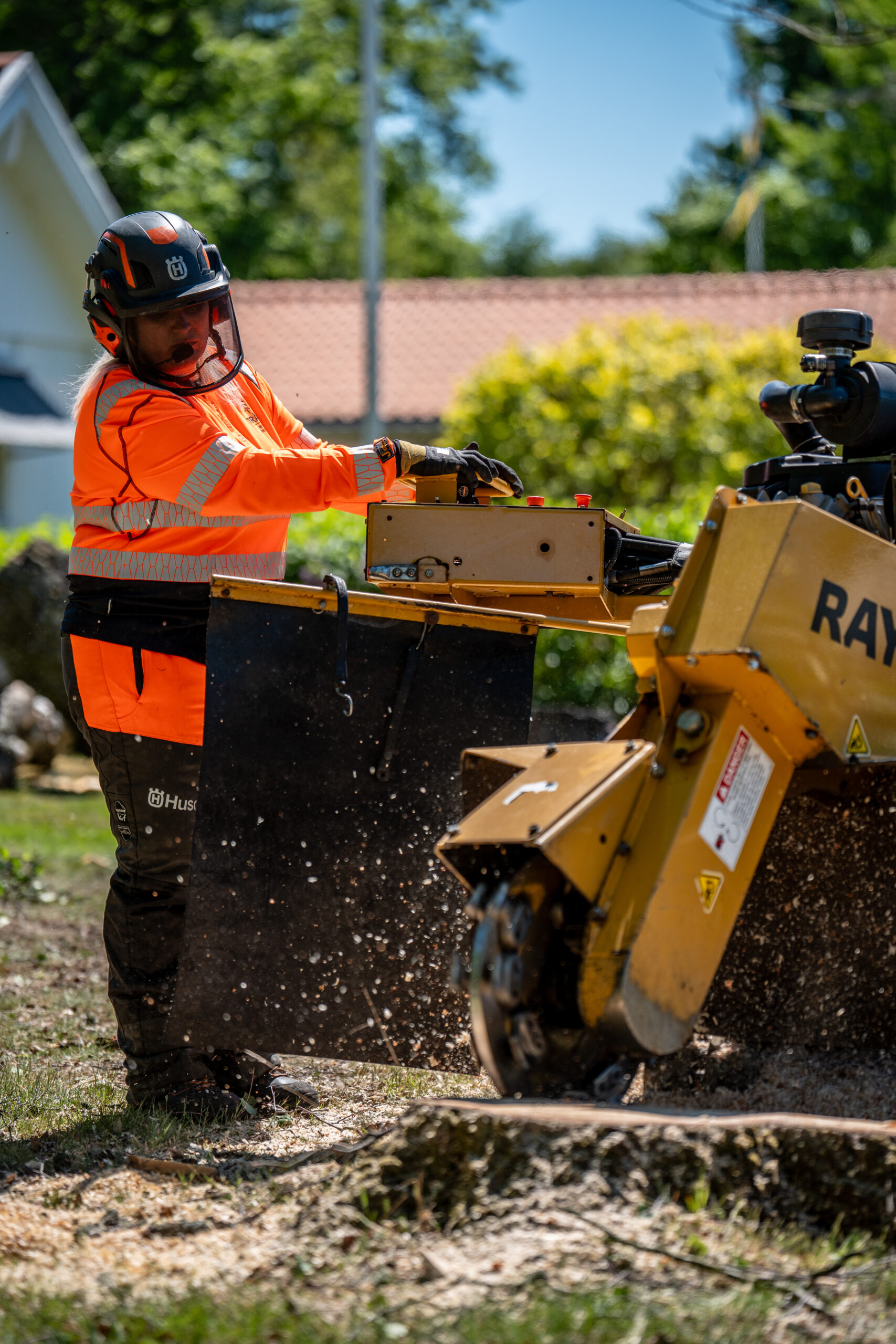 Arborist styr stubbfräsen medan flis sprutar från stubben