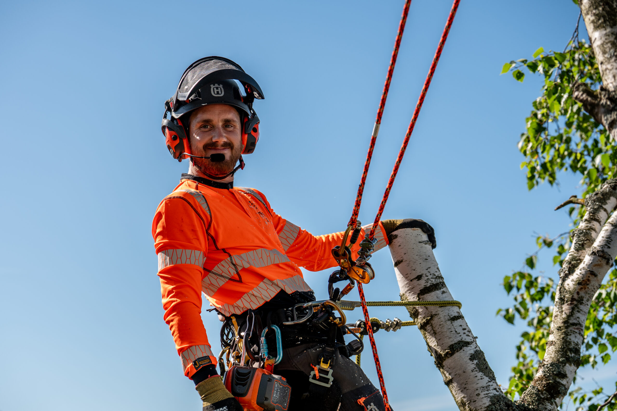 Arborist i klätterutrustning och hjälm vid en björkstam mot blå himmel