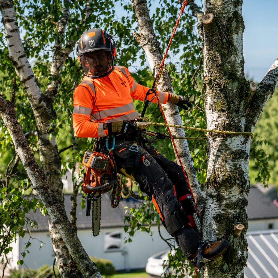 Arborist i rep högt upp i en björk med villor i bakgrunden