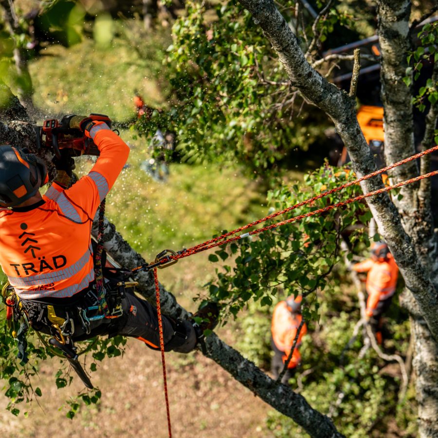 Arborist i trädet sedd ovanifrån, med rep ner till kollegor på marken