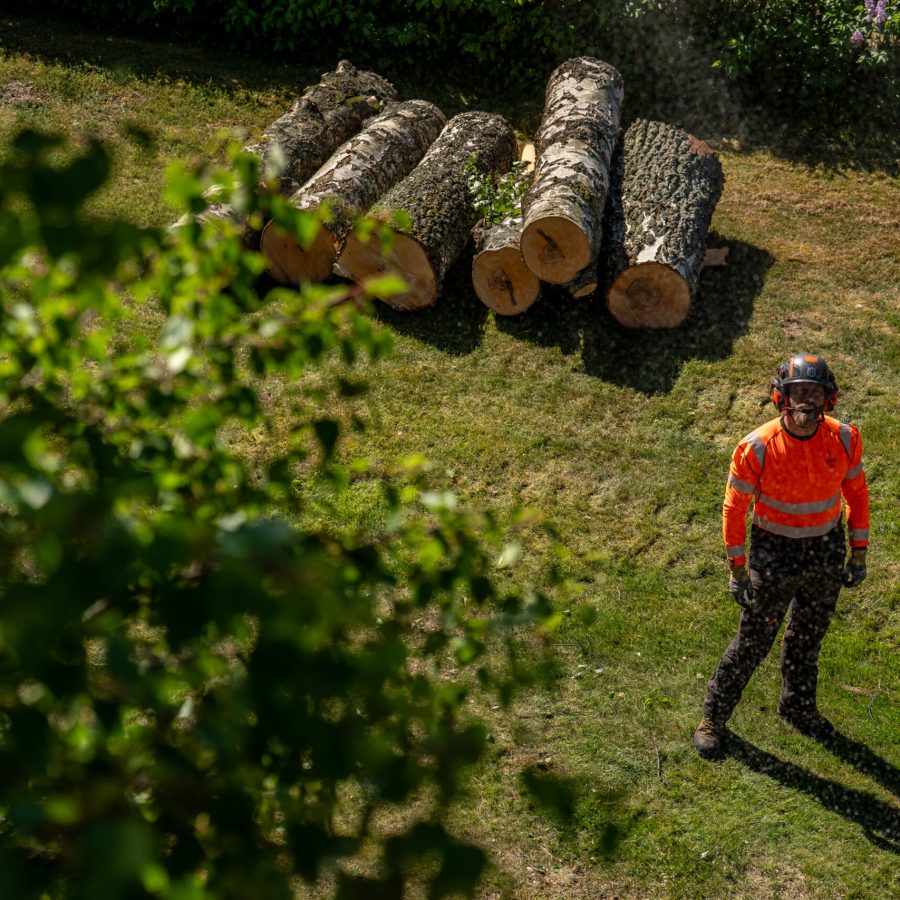 Arborist går över gräsmattan mot kapade stockar som ligger på rad