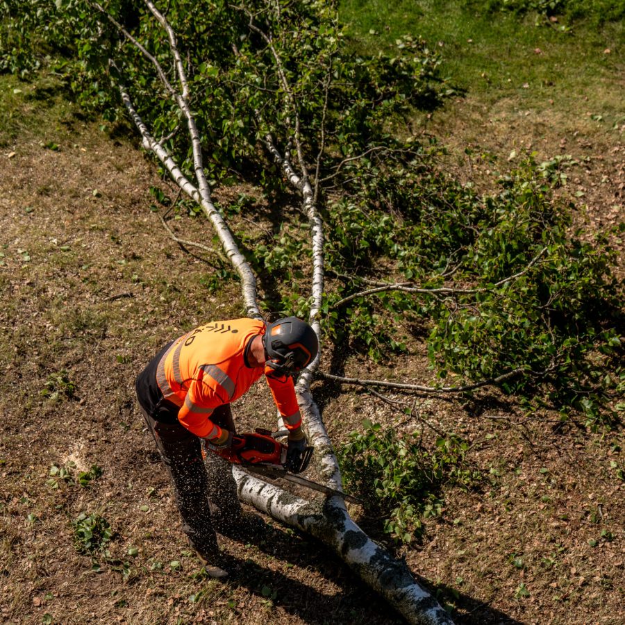Arborist går bredvid en fälld björk som ligger på marken