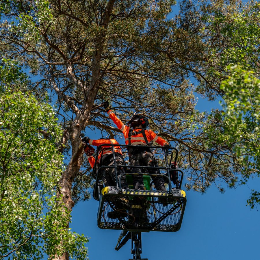 Två arborister i en skylift högt uppe i en tall